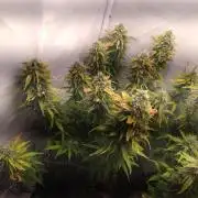 Cookies Gelato Auto RQS