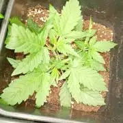 Apple Strudel Auto Fastbuds