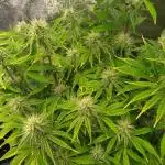 Green Gelato Auto RQS