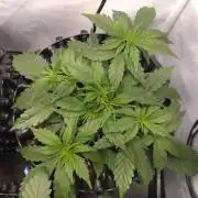 Green Gelato Auto RQS