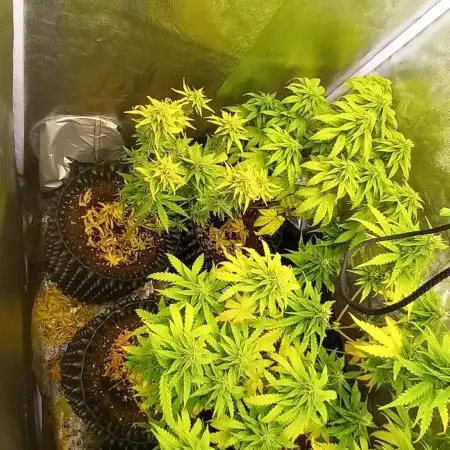 Gelato #33 Auto Advanced Seeds