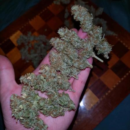 Grape Pop Rocks Auto Anesia Seeds