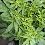 Strawberry Cheesecake Auto Barneys Farm