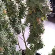 Gelonade (Purple) Auto Zamnesia