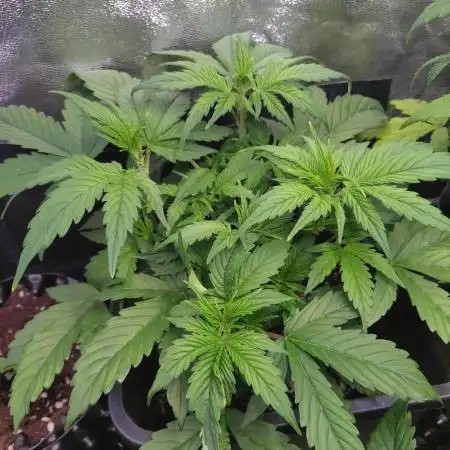 Pink Runtz Auto RQS