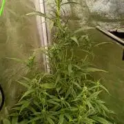 Strawberry Gorilla Auto RF3 Fastbuds