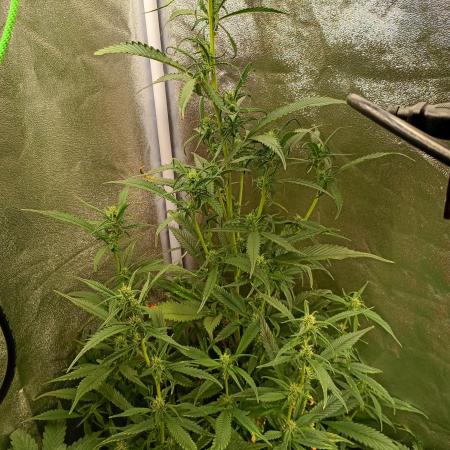 Strawberry Gorilla Auto RF3 Fastbuds