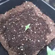 North Thunderfuck Auto RQS