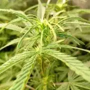 Mango Cherry Runtz Fastbuds