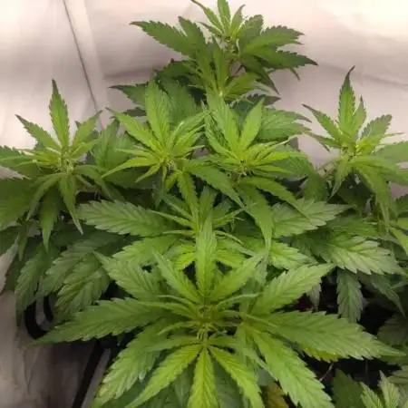 Cookies Gelato Auto RQS