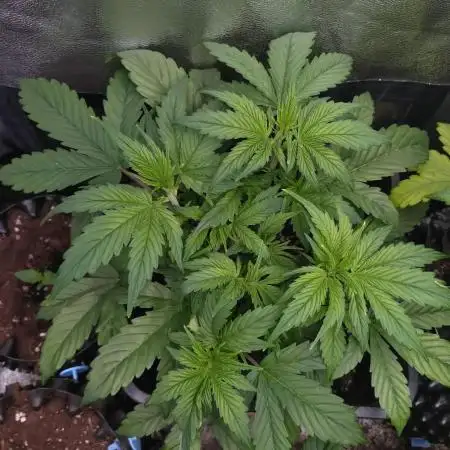 Pink Runtz Auto RQS