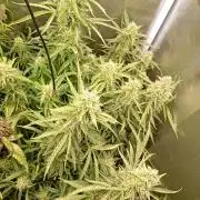 Chaos Cake Auto Anesia Seeds
