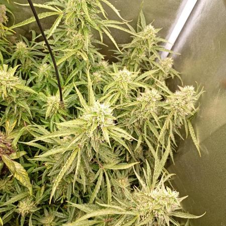 Chaos Cake Auto Anesia Seeds