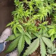 Strawberry Cheesecake Auto Barneys Farm