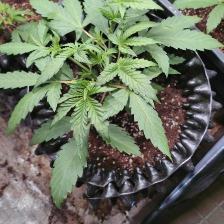Green Gelato Auto RQS