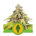 Green Gelato Auto RQS