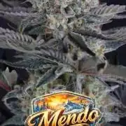 Mendo Frost Auto Fastbuds