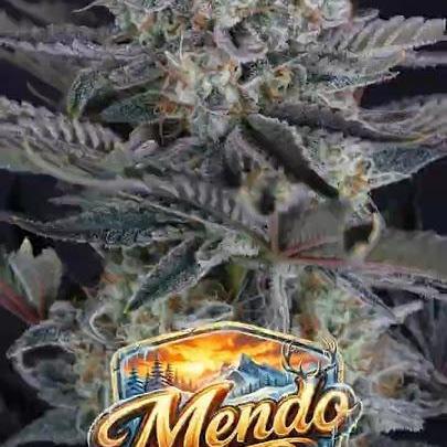Mendo Frost Auto Fastbuds