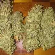 Cookies Gelato Auto RQS