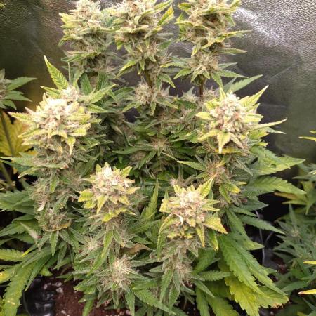 Cherry Cola RF3 Auto Fastbuds