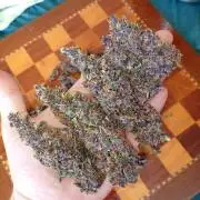 Sweet ZZ Auto Royal Queen Seeds