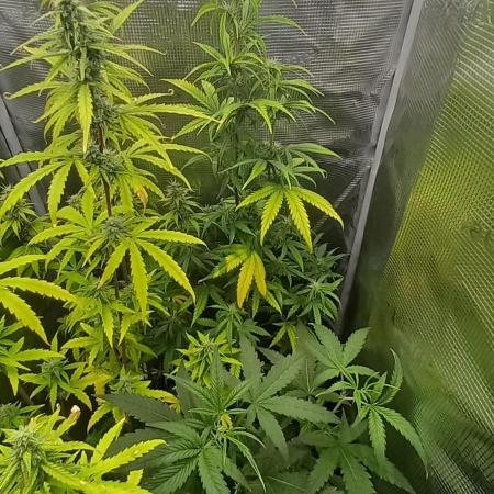 Wedding Cake Auto Barneys Farm