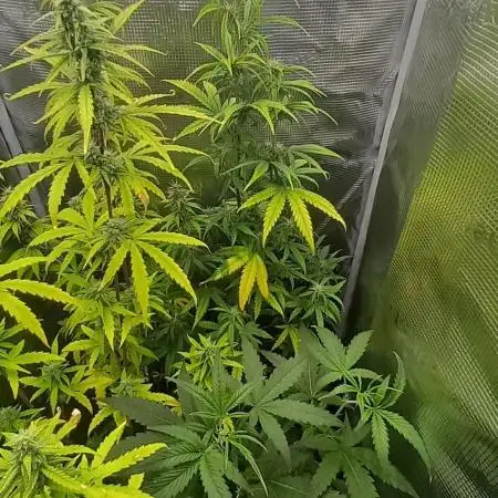 Wedding Cake Auto Barneys Farm