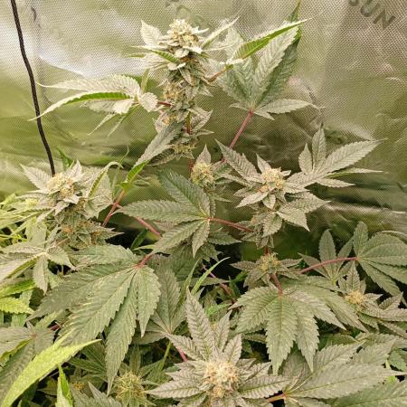 Green Gelato P#1 Royal Queen Seeds