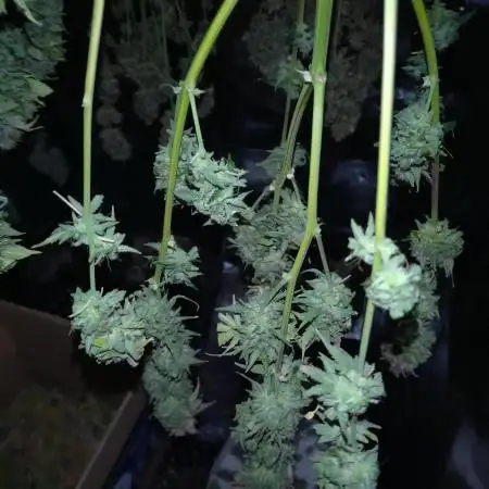 Cookies Kush Auto Barneys Farm