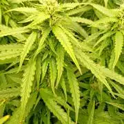 Glowberry Rush Auto Anesia Seeds