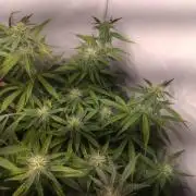 Green Gelato Auto RQS