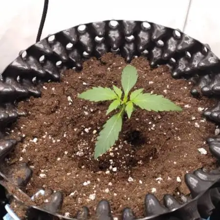 Green Gelato Auto RQS