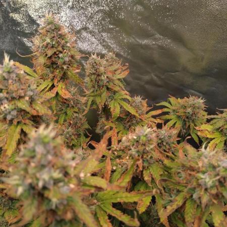 Pink (Purple) Runtz Auto RQS