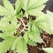 Purple Lemonade Auto RF3 Fastbuds