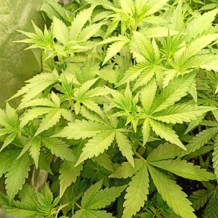 Purple Lemonade Auto RF3 Fastbuds