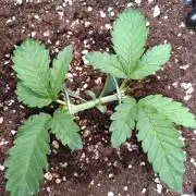 Cherry Cola RF3 Auto Fastbuds