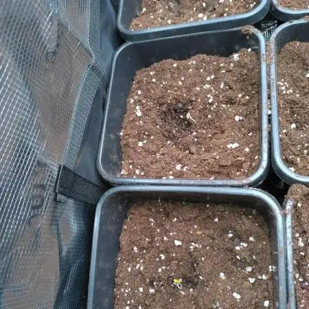 Grape Pop Rocks Auto Anesia Seeds