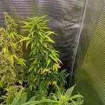 Wedding Cake Auto Barneys Farm