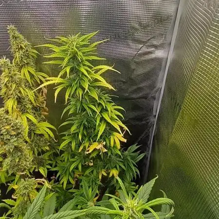 Wedding Cake Auto Barneys Farm