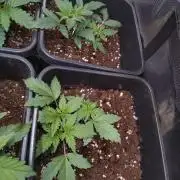 Cinderella Auto Fastbuds