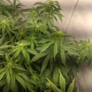 Green Gelato Auto RQS