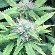 Grape Pop Rocks Auto Anesia Seeds