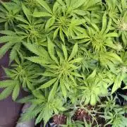 Strawberry Cheesecake Auto Barneys Farm