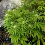 Green Gelato Auto RQS