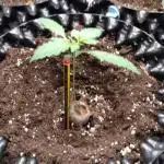 Fat Banana Auto RQS