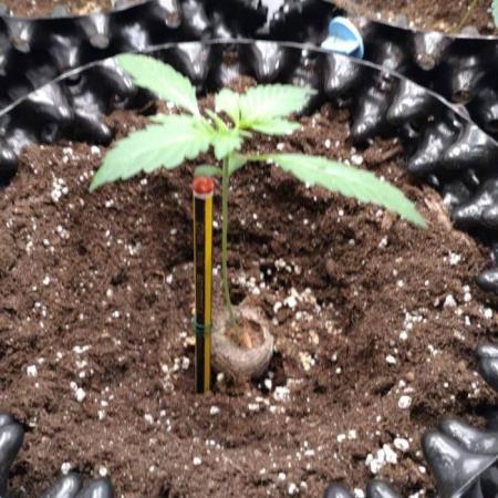 Fat Banana Auto RQS