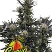 Guava Auto RF3 Fastbuds