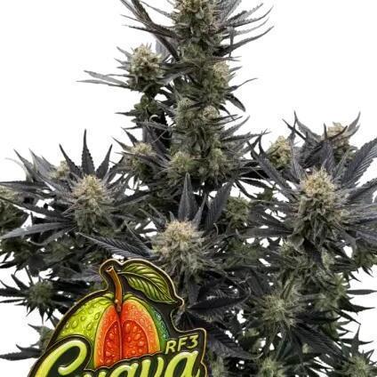 Guava Auto RF3 Fastbuds