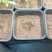 Smashberry Fumez Auto Anesia Seeds