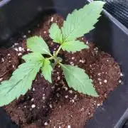 Purple Lemonade Auto RQS